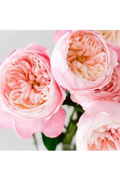 Троянда Констанс - кулясті півонієподібні бутони